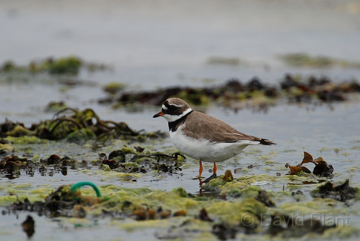 Ringed plover - A.JPG - Ringed plover - Shetland Islands